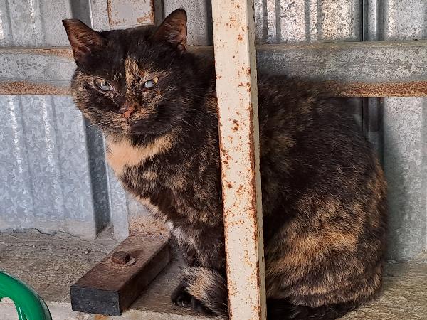 Susina, squamina cieca - adozione del cuore Foto 3